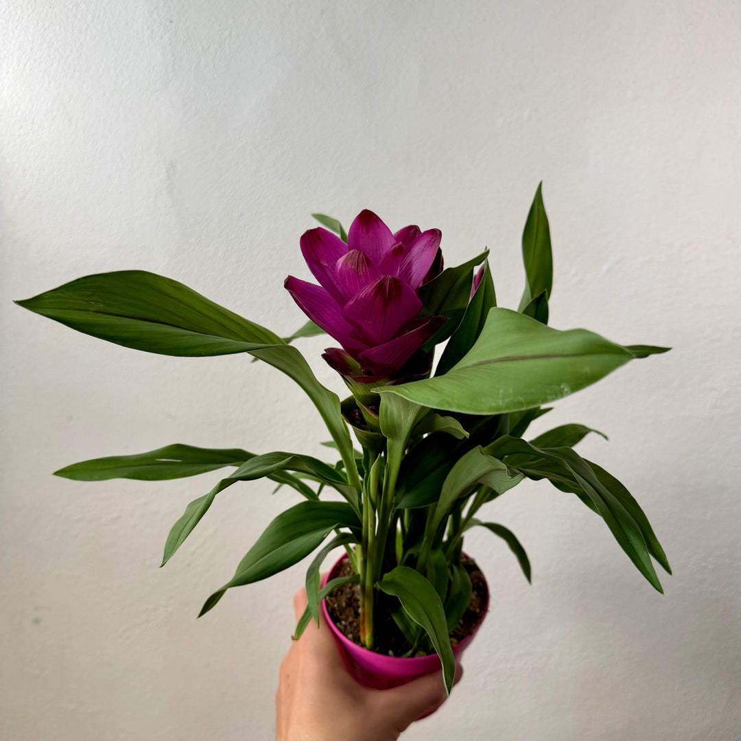 Curcuma alismatifolia ‘Siam Sublime’ – Siam Tulip