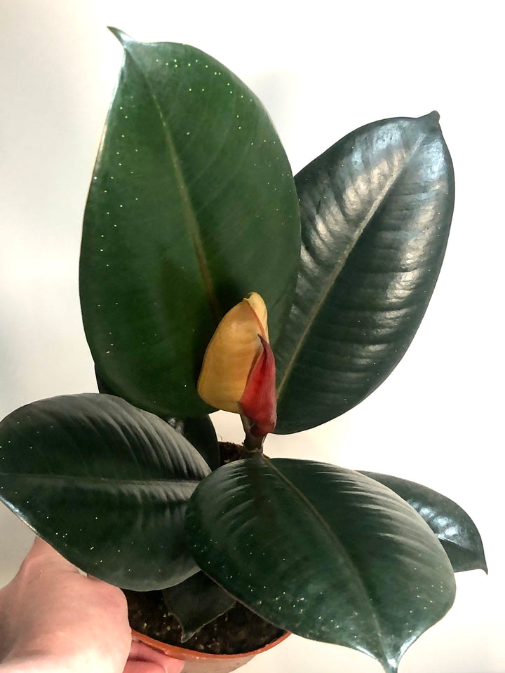 Ficus Abidjan