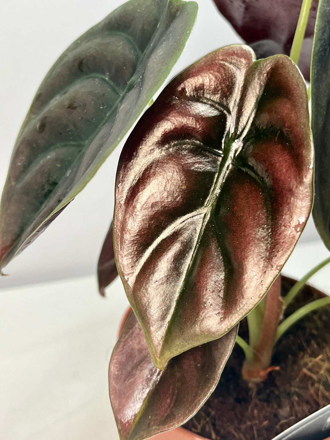 Alocasia Cuprea Red Secret