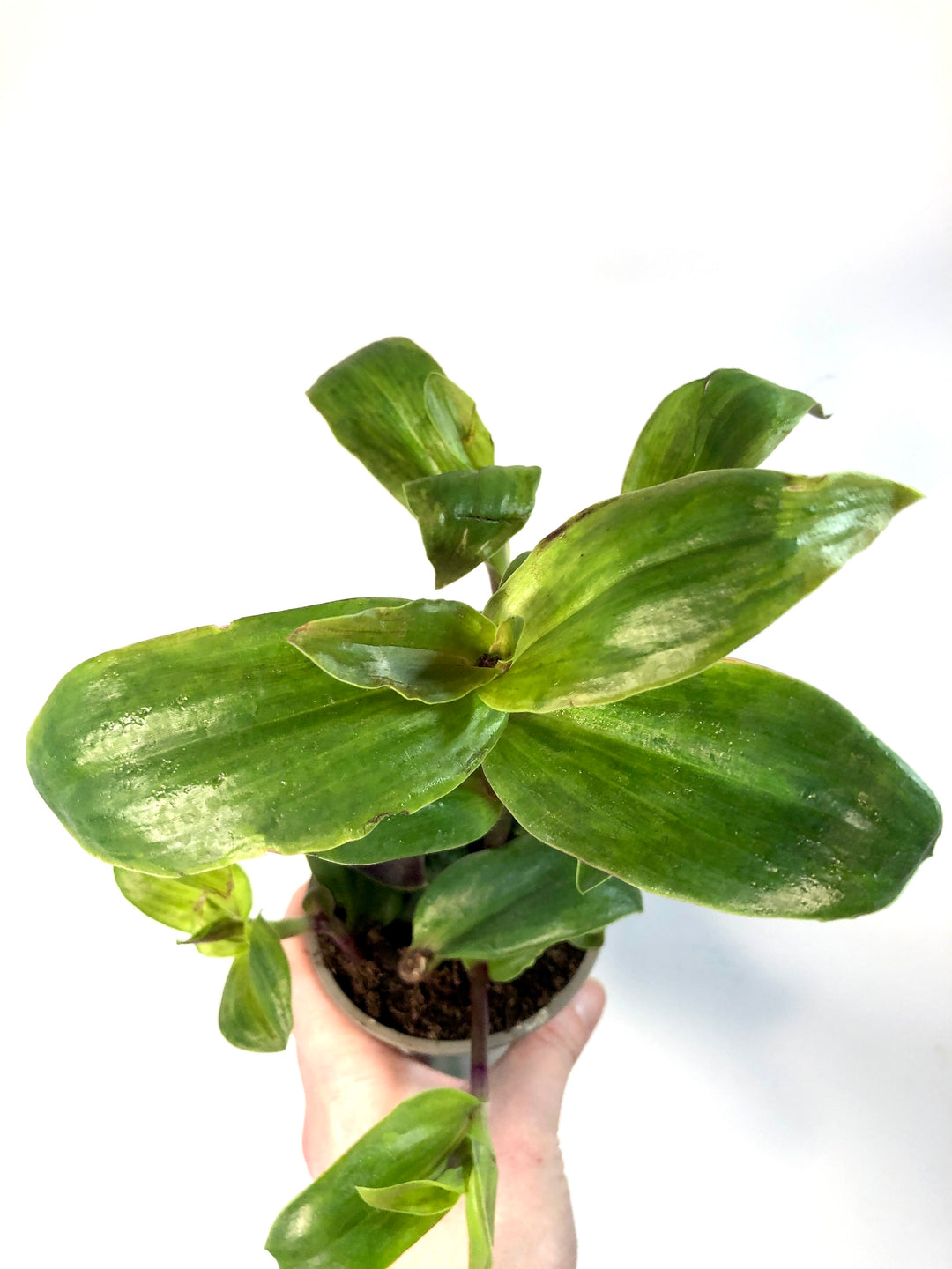 Tradescantia Maidens Blush