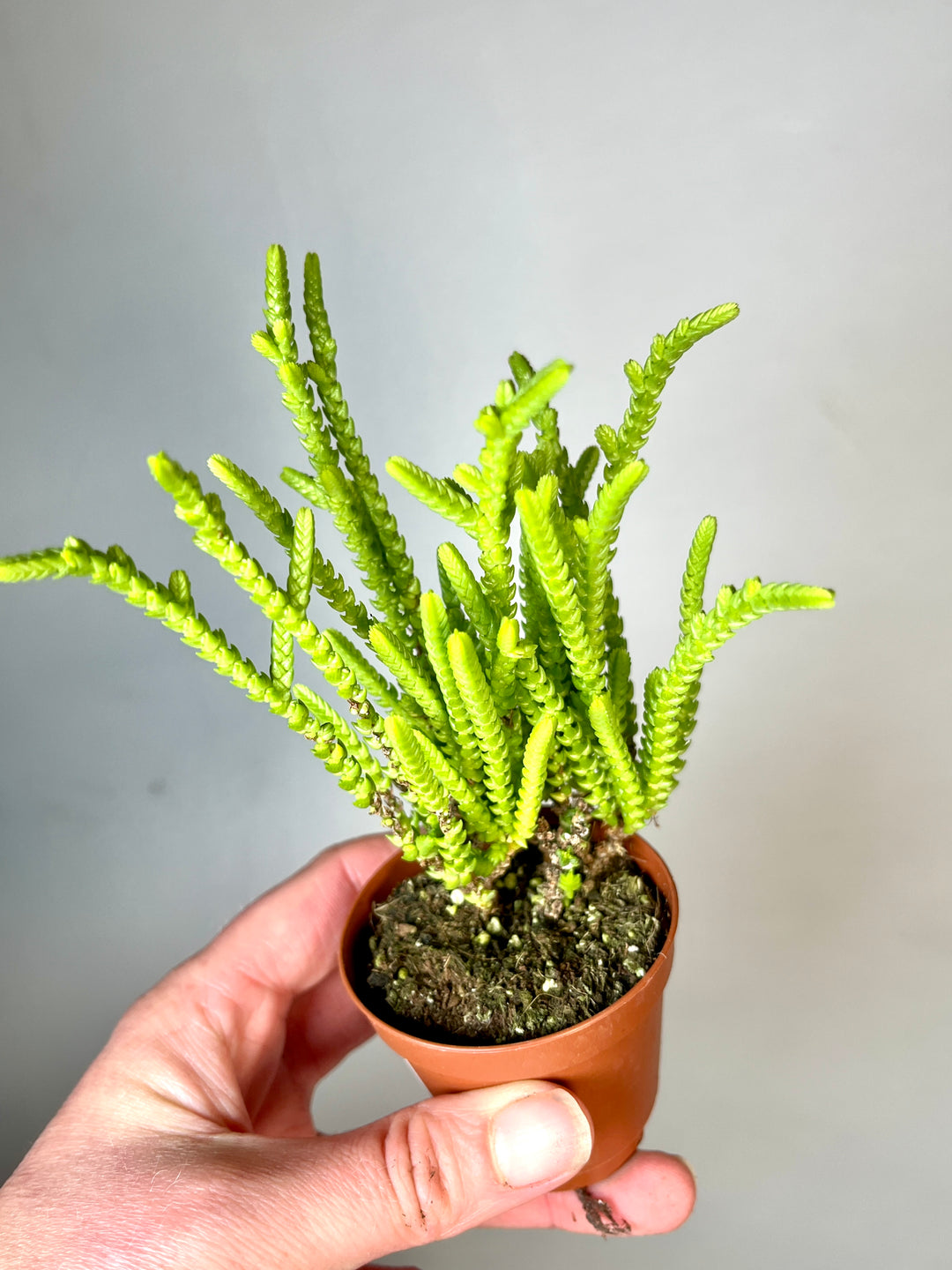 Crassula muscosa f. acuminata -Watch Chain - Zipper Plant
