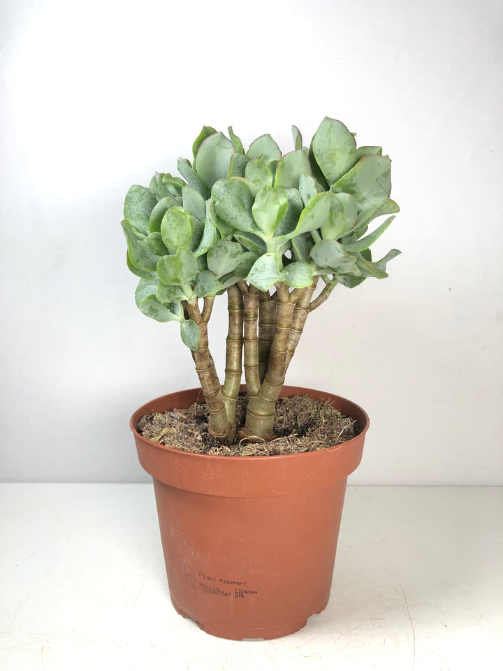 Crassula Cristaat (arborescens Undilatifolia)