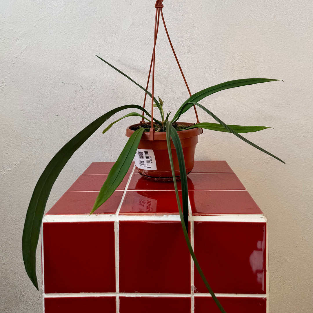 Anthurium vittarifolium – Strap Leaf Anthurium