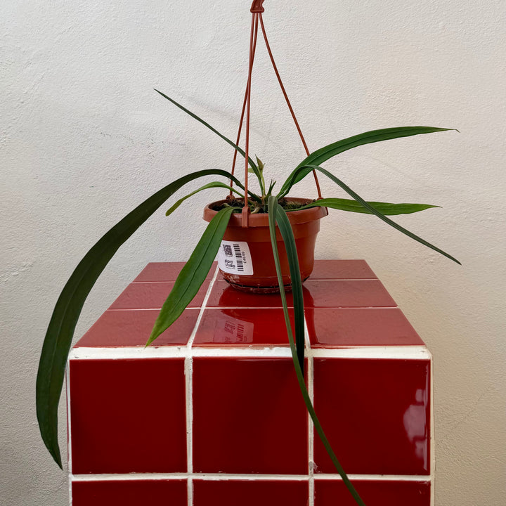 Anthurium vittarifolium – Strap Leaf Anthurium