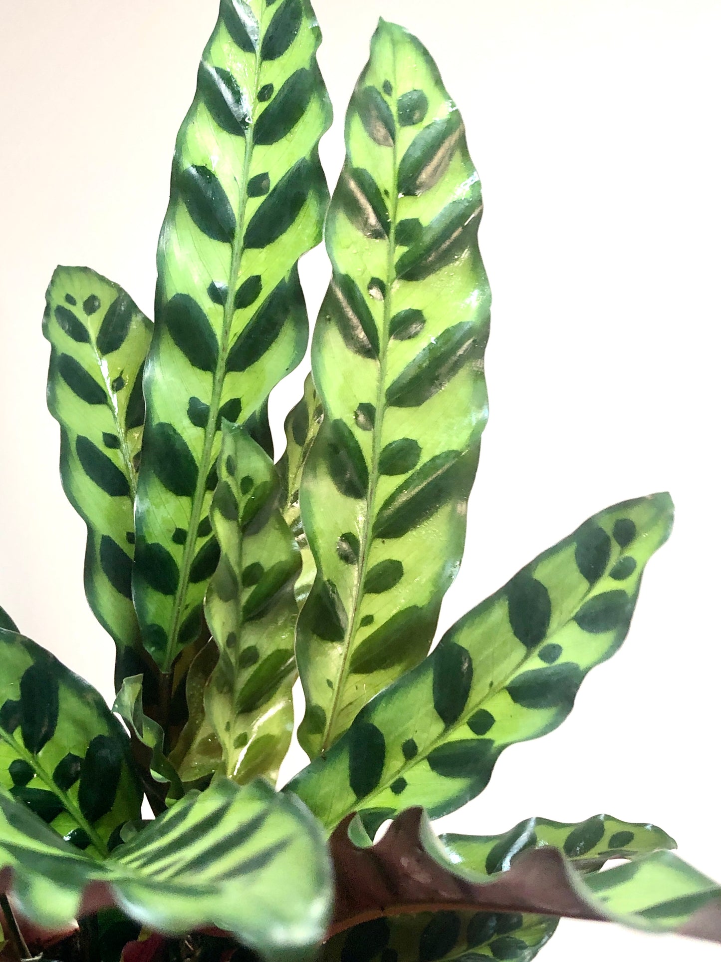 Calathea Insignis - Rattlesnake Calathea