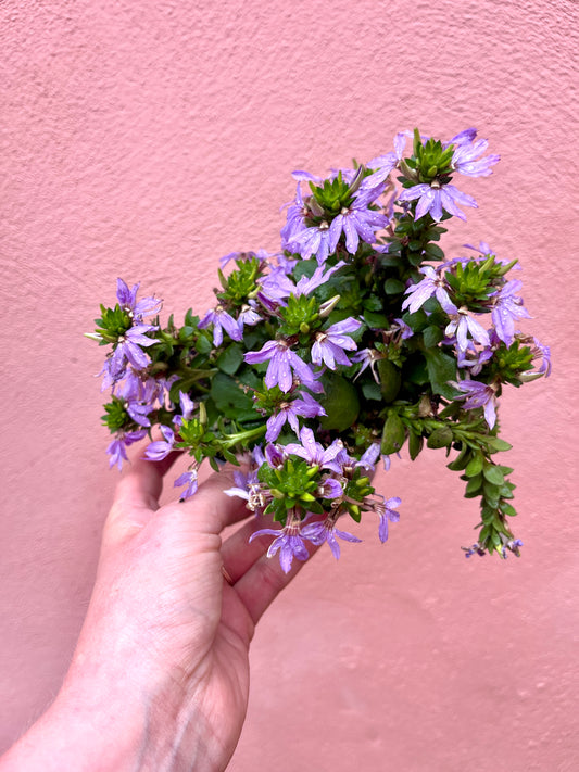 Scaevola Blue Touch - Fan flower
