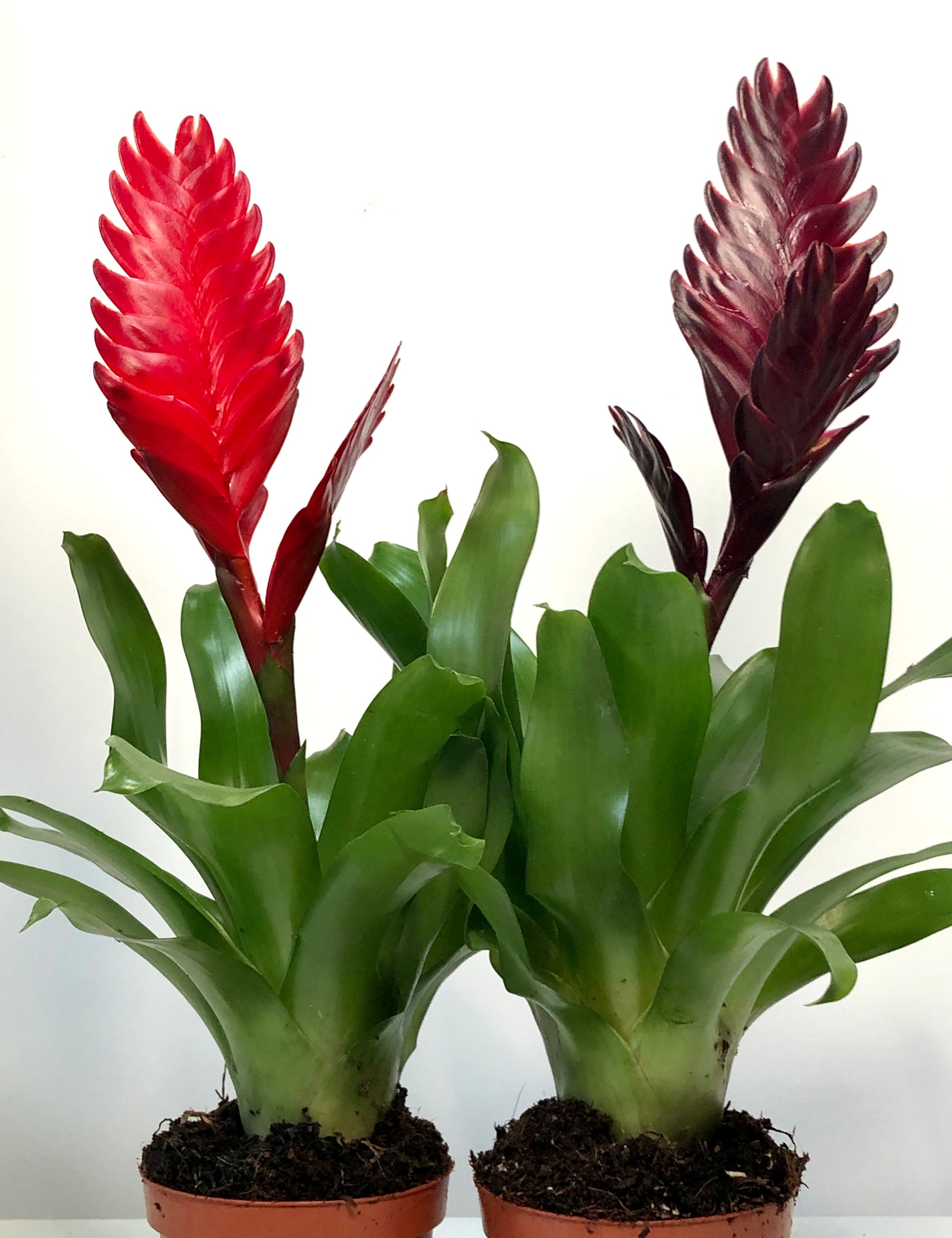 vriesea indoor plant Vriesea Mix