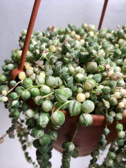 Senecio Rowleyanus variegated - String of Pearls