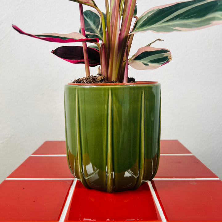 Mimesis Textured Ceramic Plant Pot | Indoor Planter