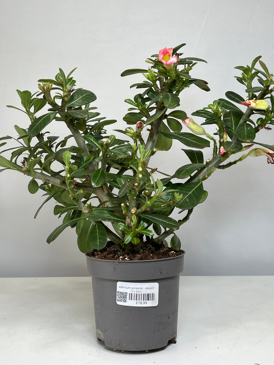 Adenium Pinkstar - Desert Rose