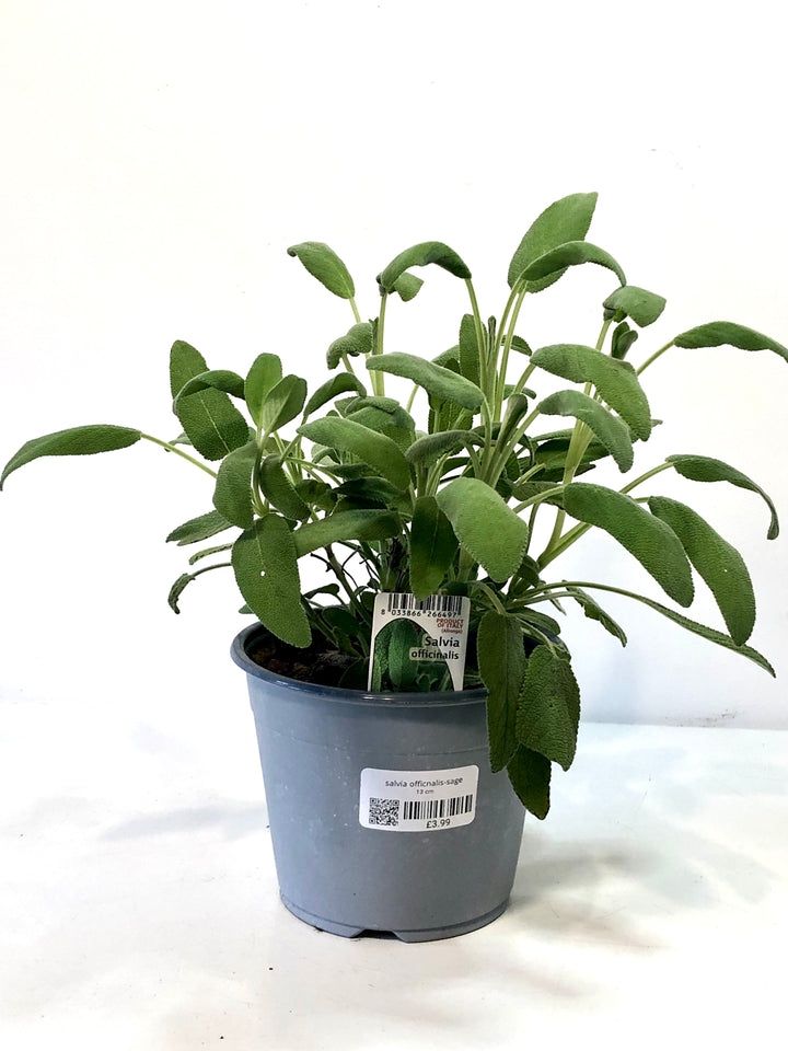 salvia Officnalis-sage