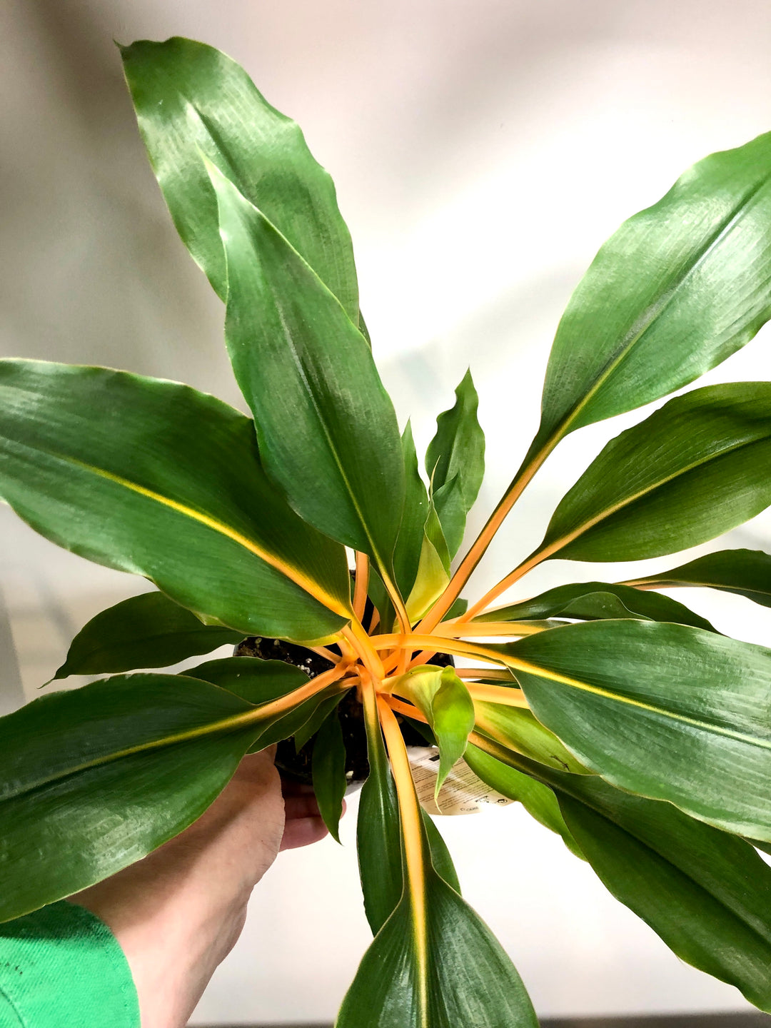 Chlorophytum Orchidastrum Green Orange - Spider plant