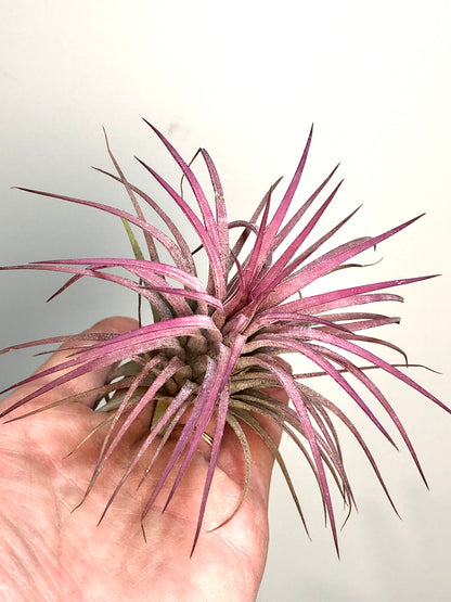 Tillandsia Rubara Intense red