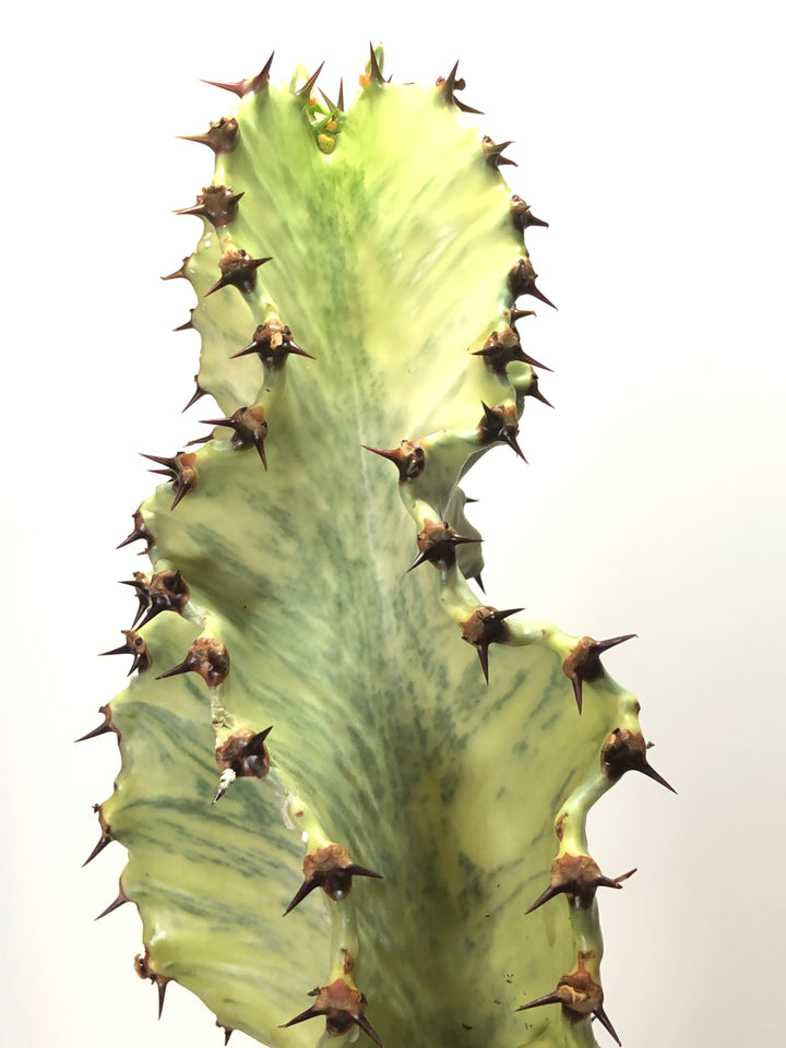 Euphorbia ingens 'Marmorata' - Ghost Cactus - Variegated Candelabra Tree -Candelabra Tree, Cowboy Cactus, Cactus Euphorbia, Good Luck Cactus.