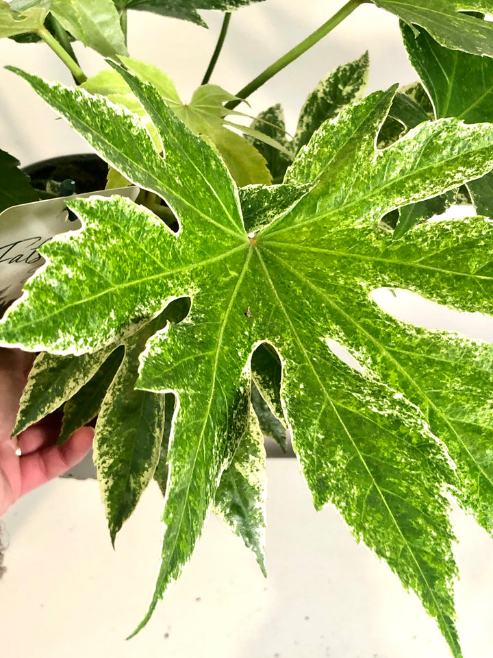 Fatsia Spider Web