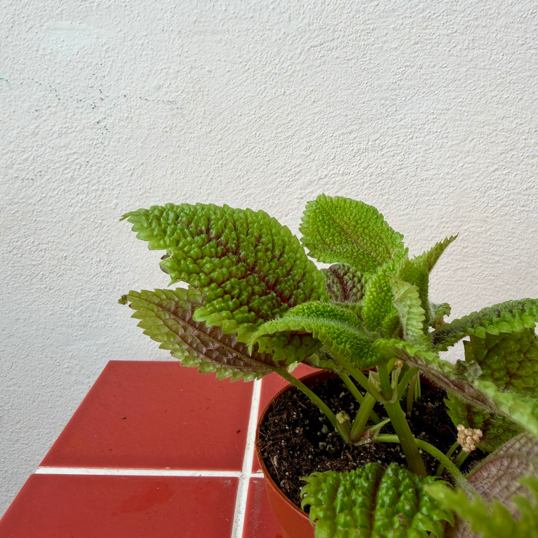 Pilea Moon Valley - pilea mollis