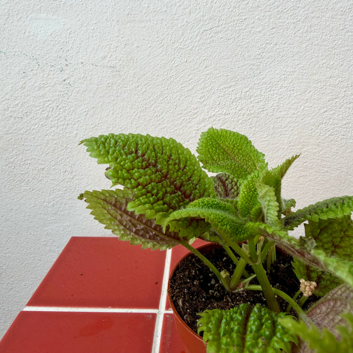 Pilea Moon Valley - pilea mollis