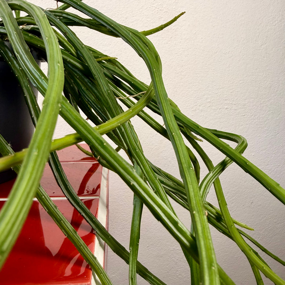 Selenicereus wercklei - Rhipsalis Lumbricoides - Rhipsalis 'Leiza' - Moonlight cactus