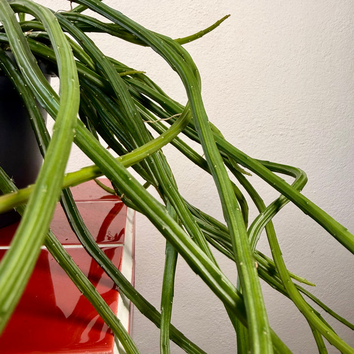 Selenicereus wercklei - Rhipsalis Lumbricoides - Rhipsalis 'Leiza' - Moonlight cactus