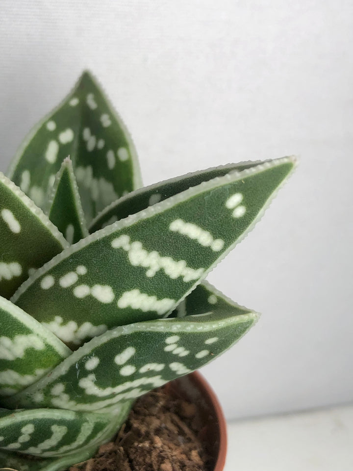 Tiger Aloe