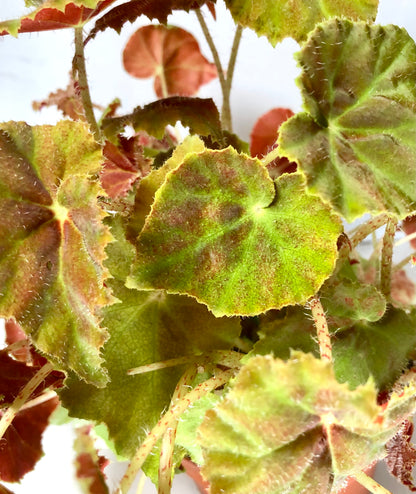 Begonia amber love