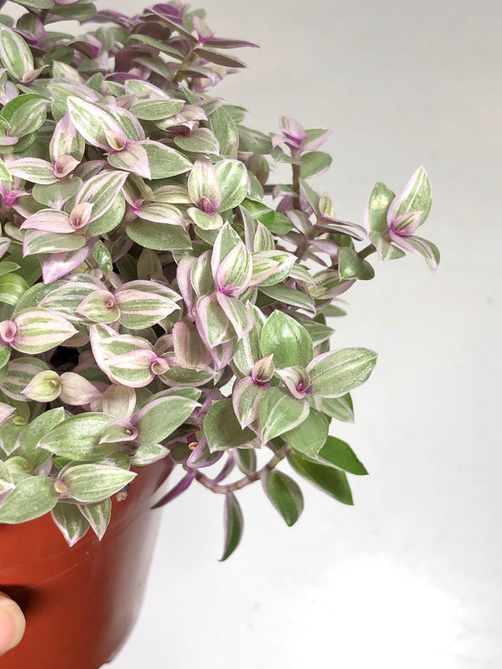 Callisia Rosato pink lady