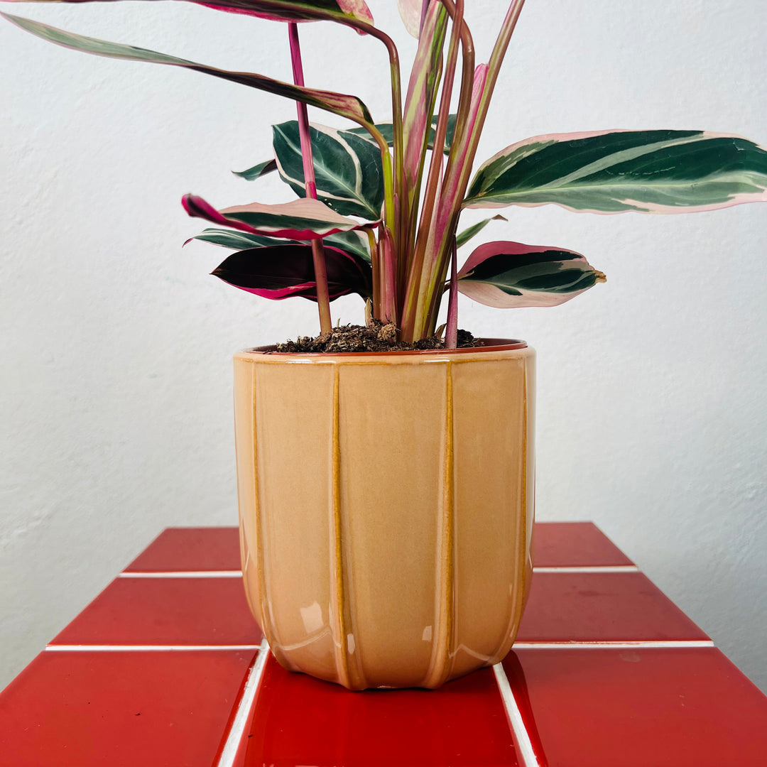 Mimesis Textured Ceramic Plant Pot | Indoor Planter