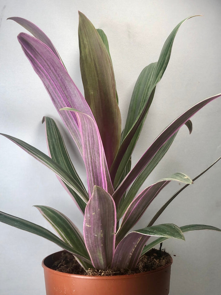 Tradescantia Rhoeo Spathacea - Moses in the Cradle