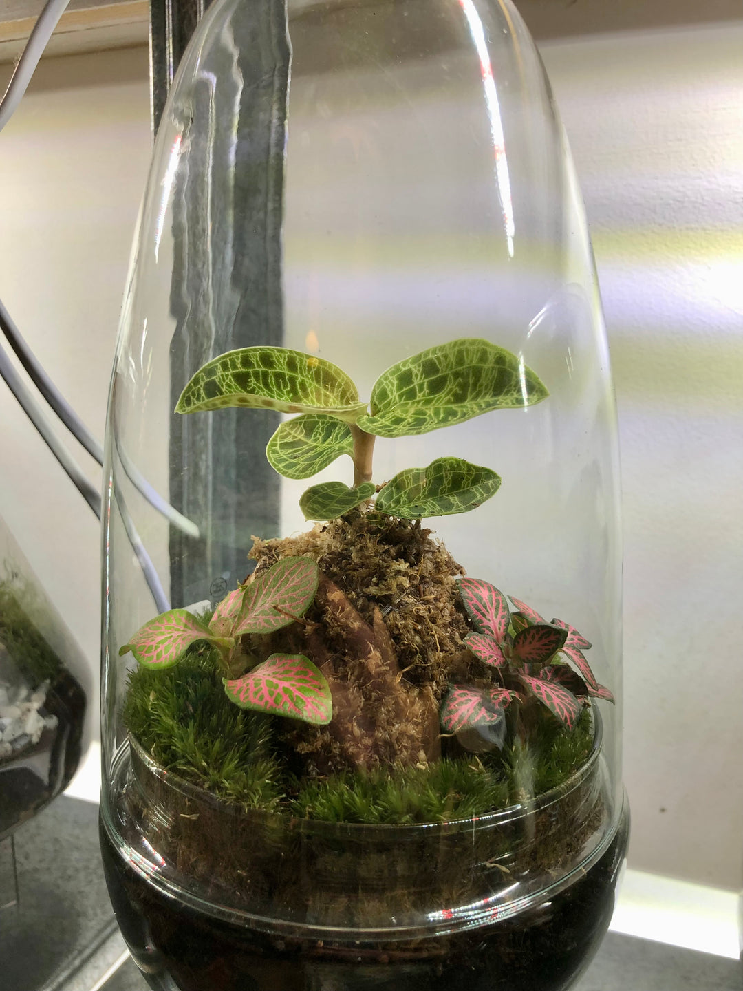 Plant.Studio Glass Terrarium Phil Plant Studio Terrarium lucky dip