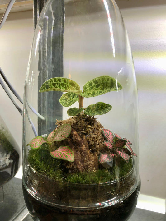 Glass Terrarium Phil Plant Studio Terrarium lucky dip