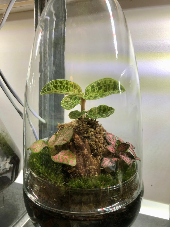 Plant.Studio Glass Terrarium Phil Plant Studio Terrarium lucky dip