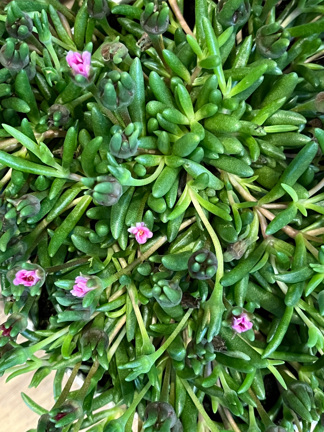 Delosperma Lido