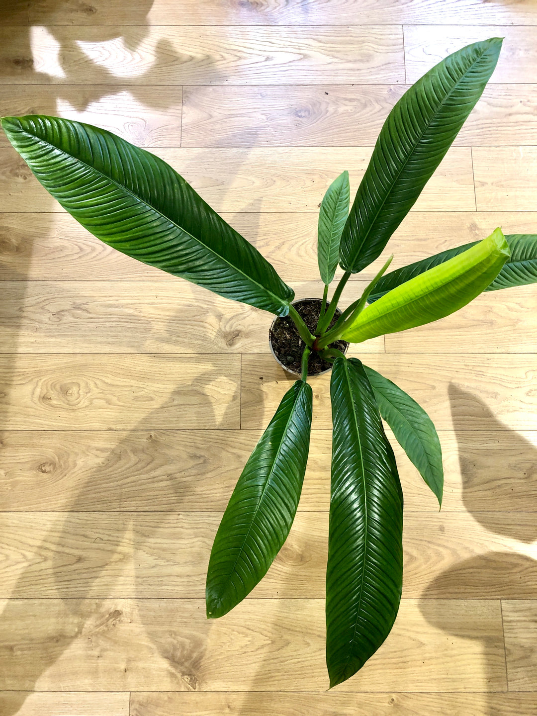 Philodendron Campii