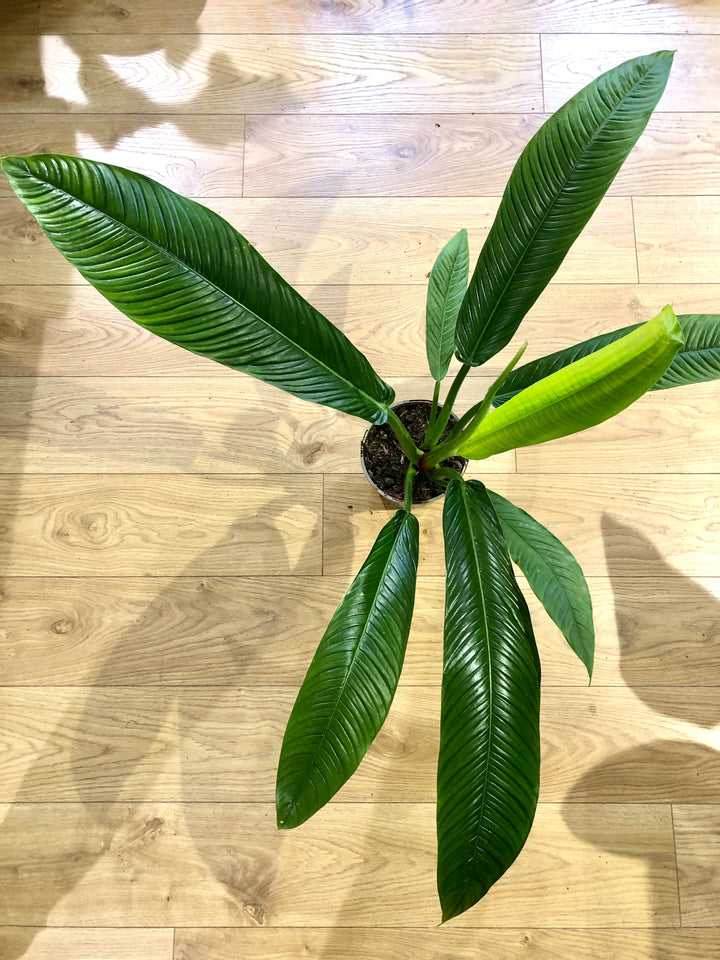 Philodendron Campii