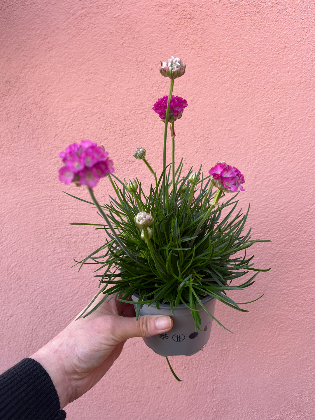 Armeria maritima ‘Rosea’