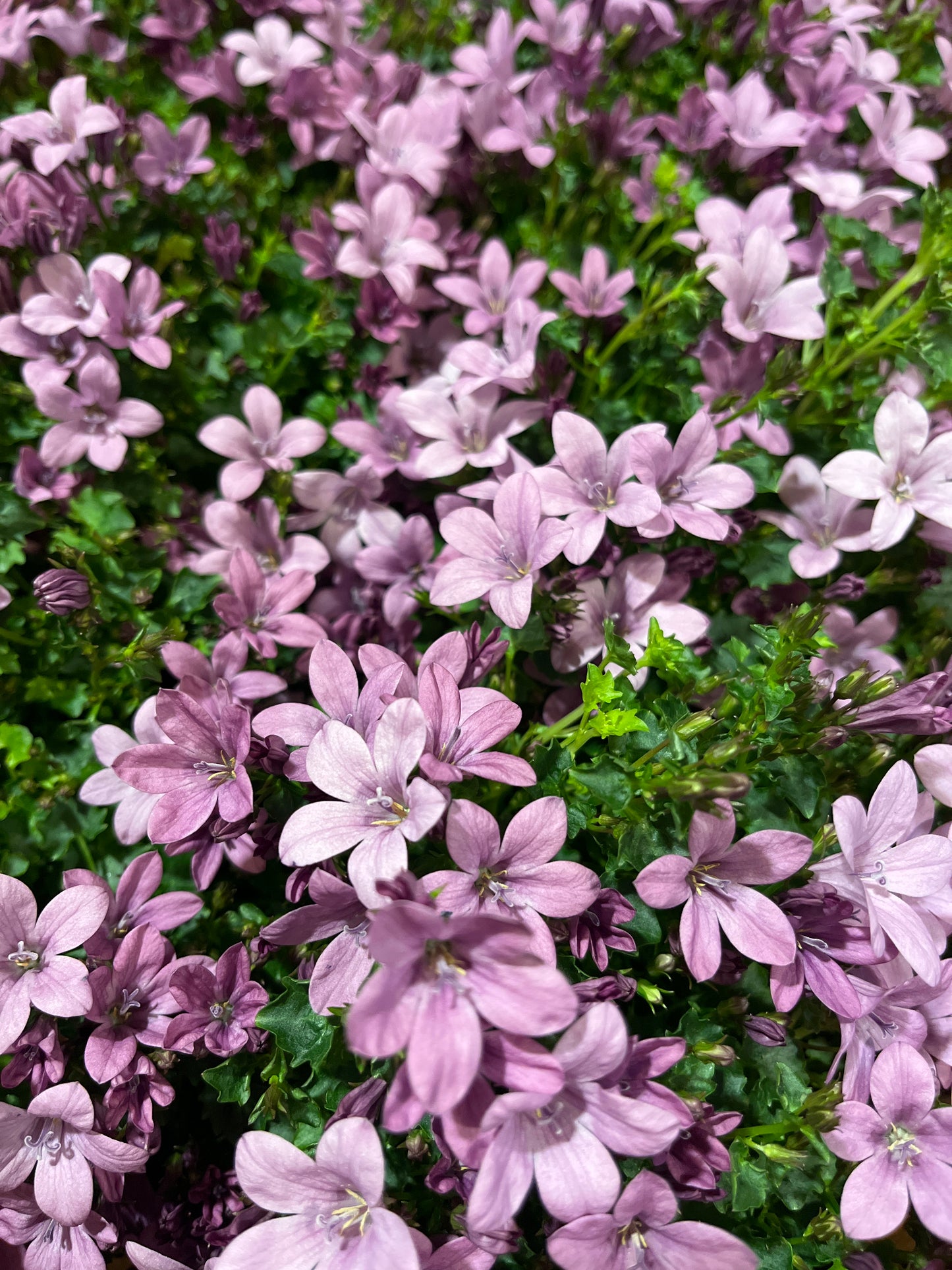 campanula portenschlagiana pink