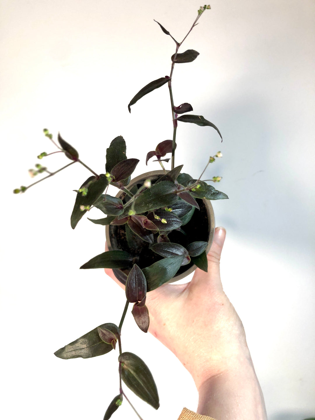 Tradescantia Gibasis Jose Puig