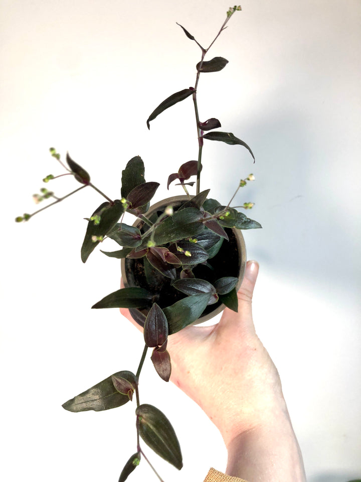Tradescantia Gibasis Jose Puig