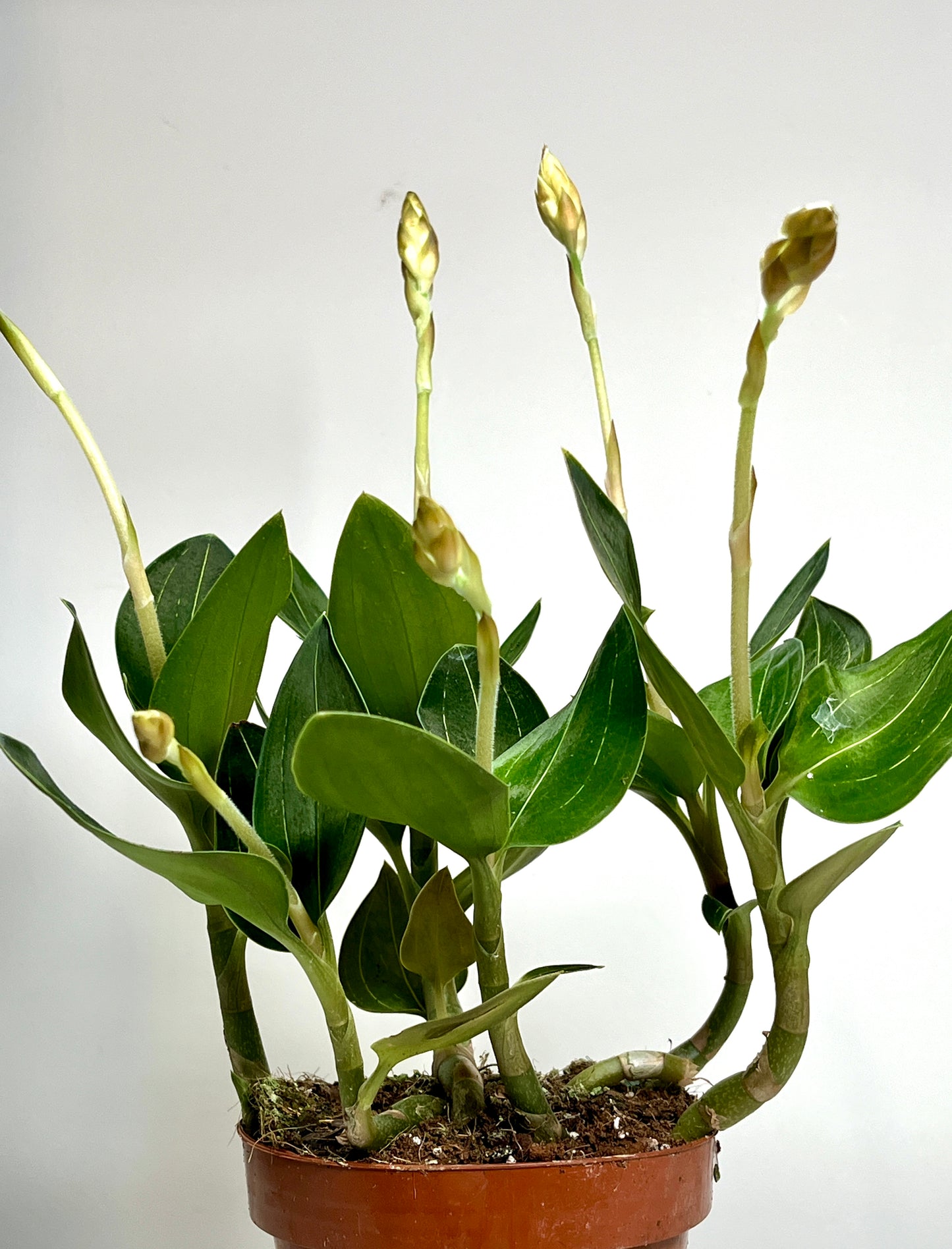 Ludisia Discolor (Jewel Orchid)