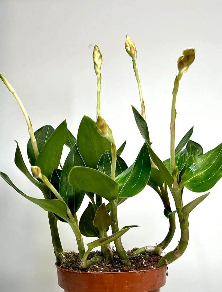 Ludisia Discolor (Jewel Orchid)