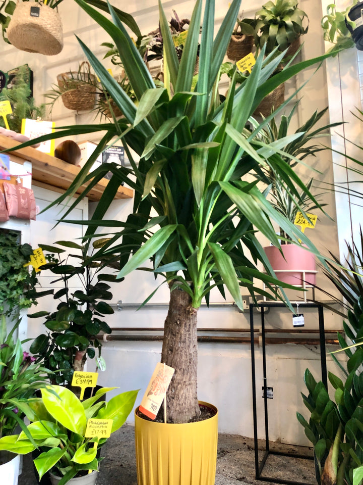 Yucca elephantipes ‘Mayatree’ – Spineless Yucca