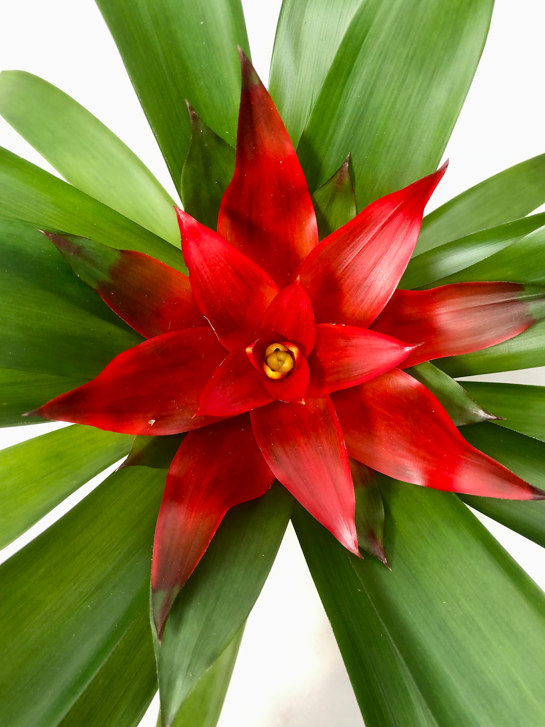 Guzmania Blitz