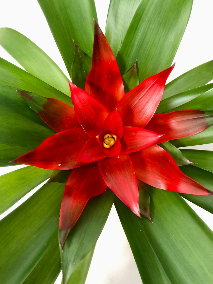 Guzmania Blitz