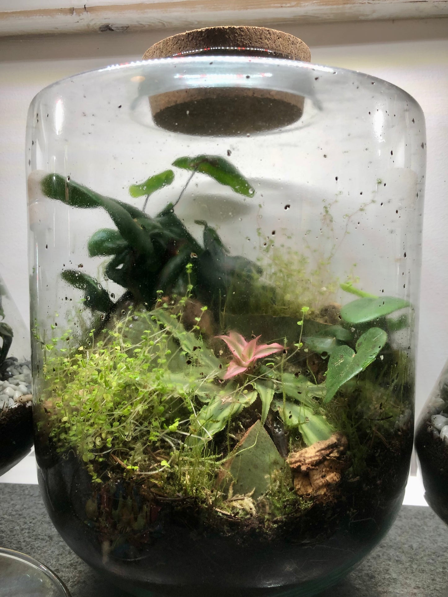 "Melanie" Plant Studio Terrarium lucky dip