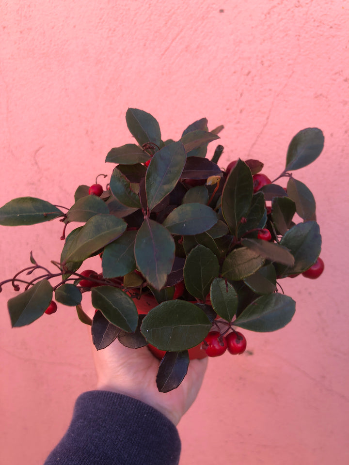 Gaultheria procumbens – Wintergreen