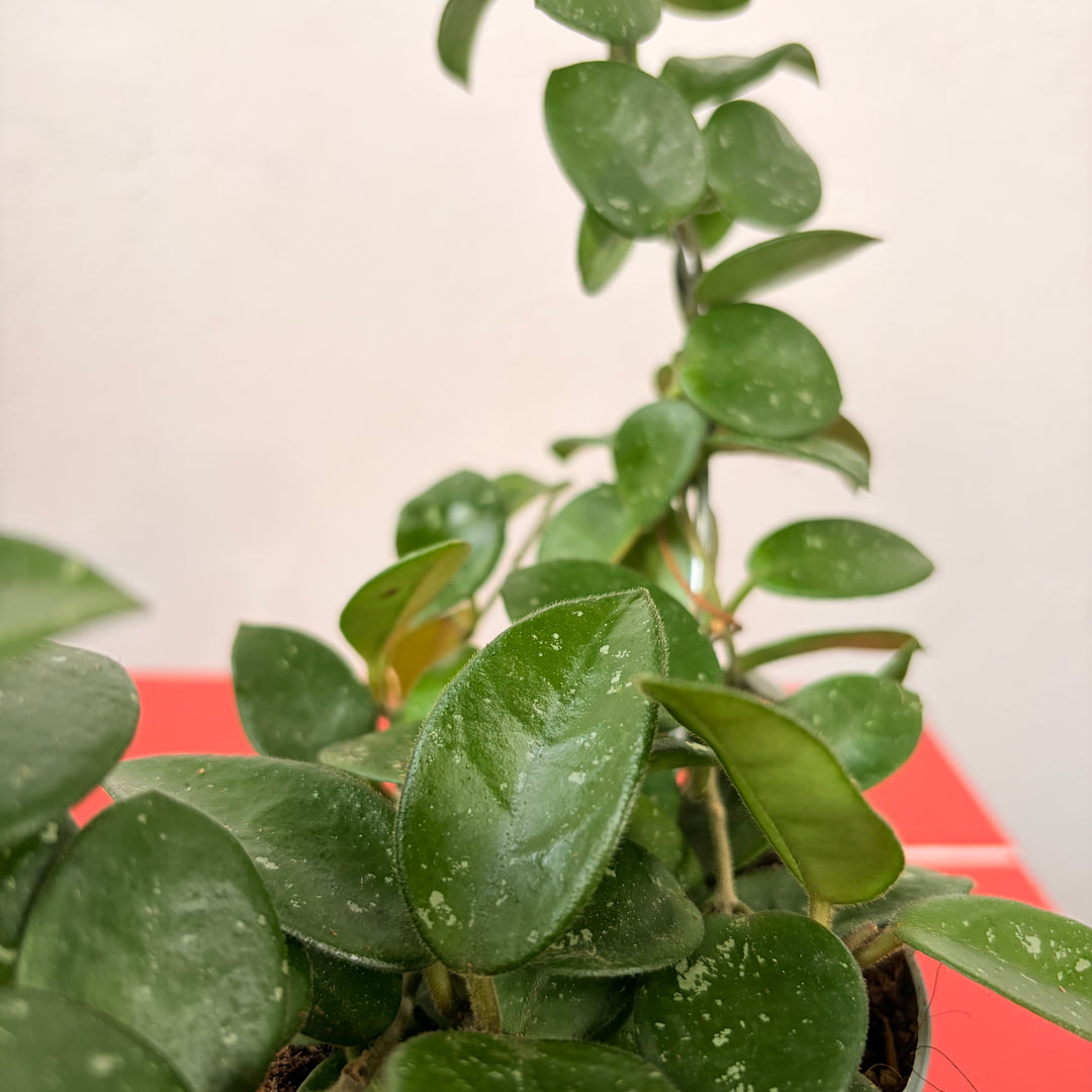 Hoya 'Mathilde' - Wax plant