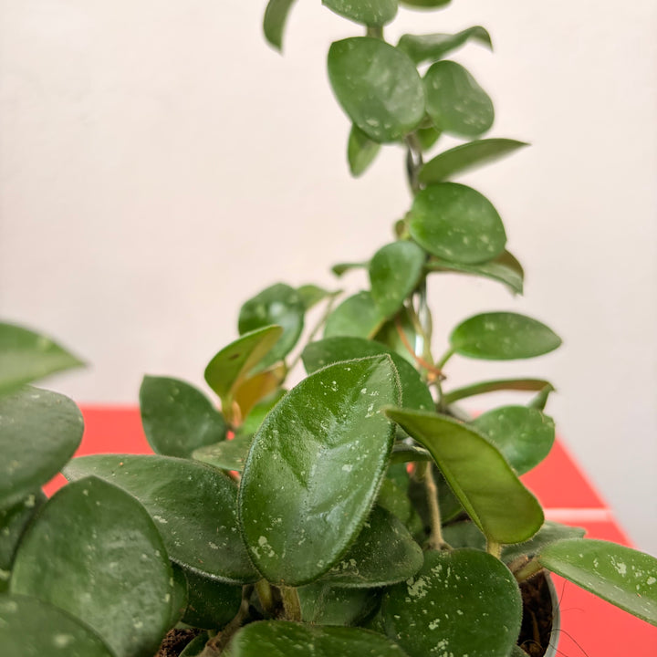 Hoya 'Mathilde' - Wax plant