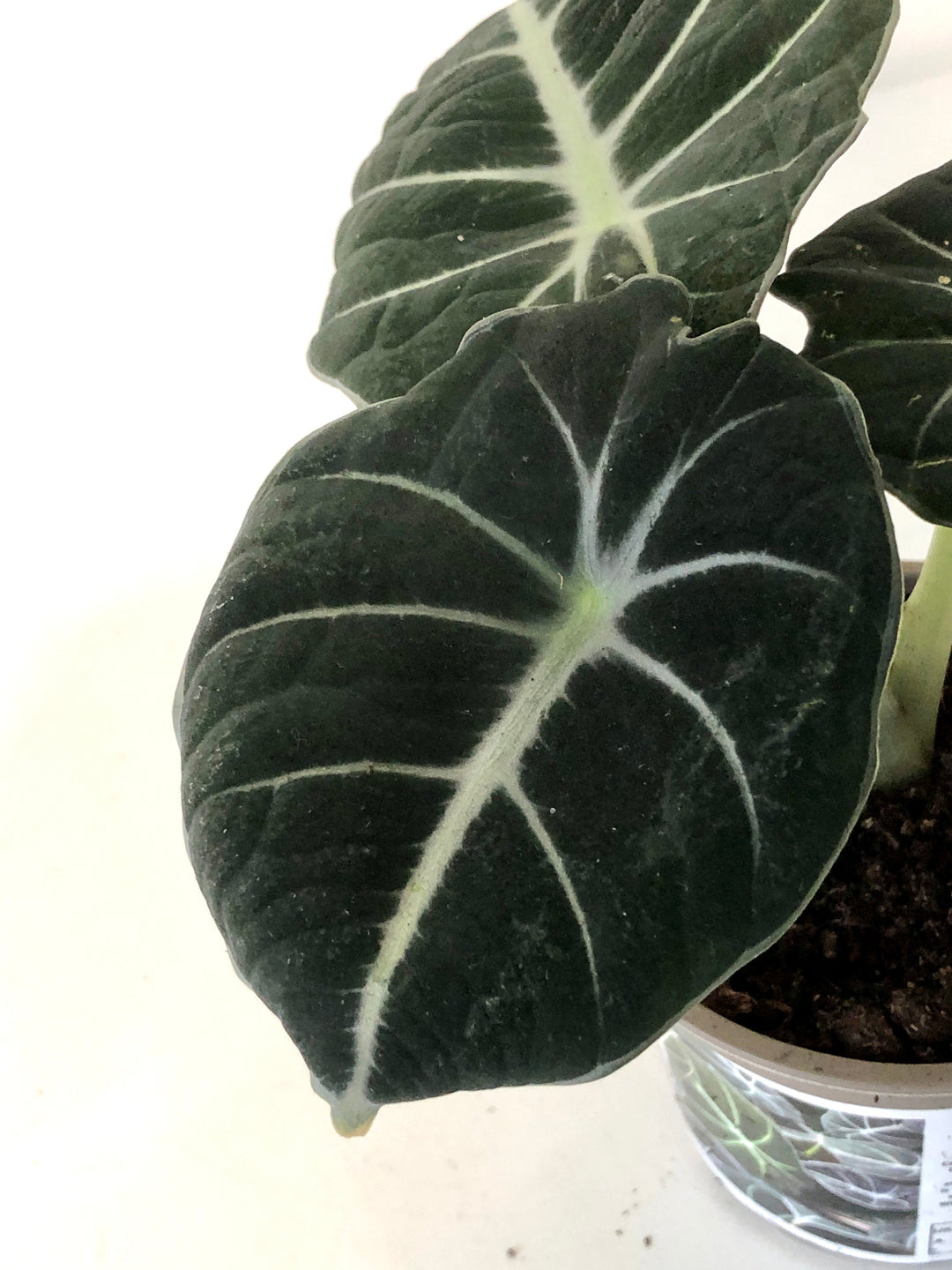 Alocasia Black Velvet
