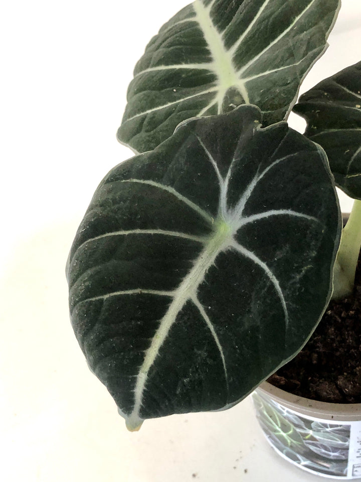 Alocasia Black Velvet