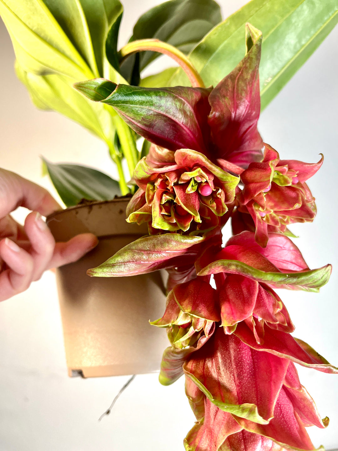 Medinilla Dolce Rossa